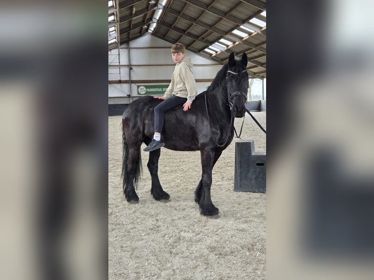 Friesen Wallach 8 Jahre 160 cm Rappe in Oosteind