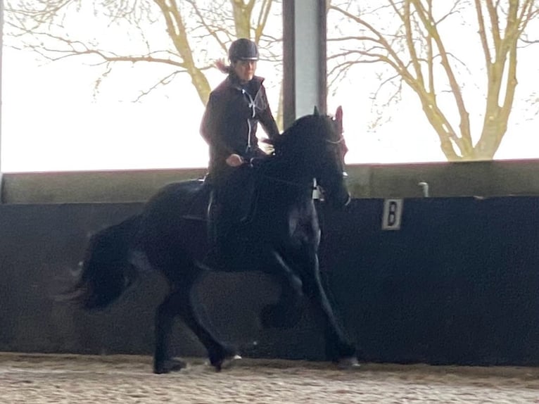 Friesen Wallach 8 Jahre 160 cm Rappe in Oosteind