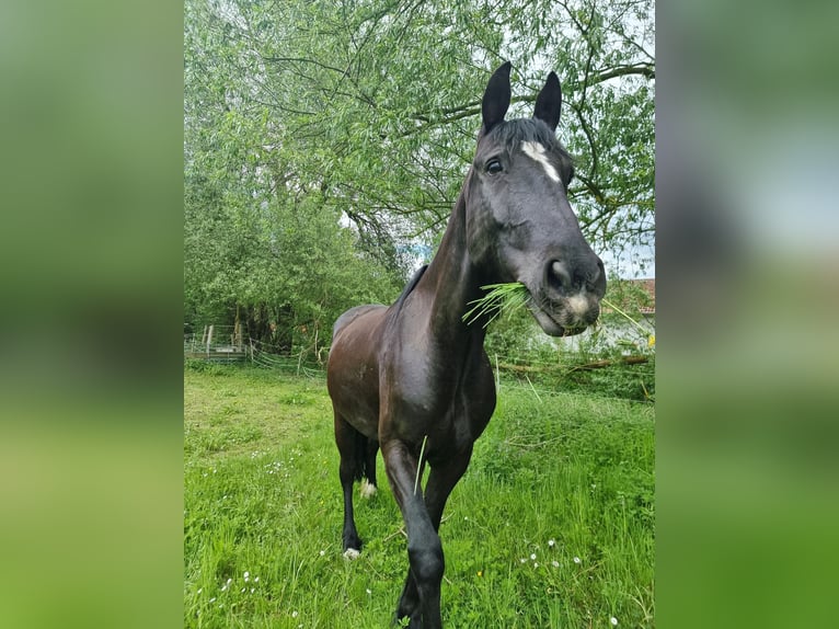 Friesen Mix Wallach 8 Jahre 160 cm Rappe in Langelsheim