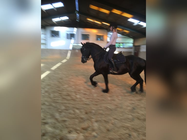 Friesen Wallach 8 Jahre 162 cm Rappe in Asbach
