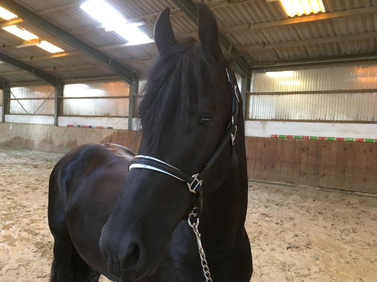 Friesen Wallach 8 Jahre 162 cm Rappe in Asbach