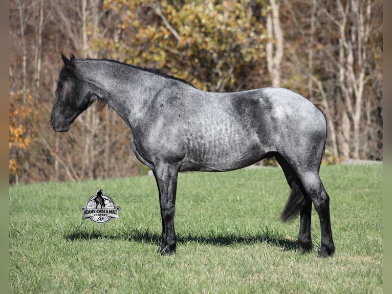 Friesen Mix Wallach 8 Jahre 163 cm Roan-Blue in Mount Vernon