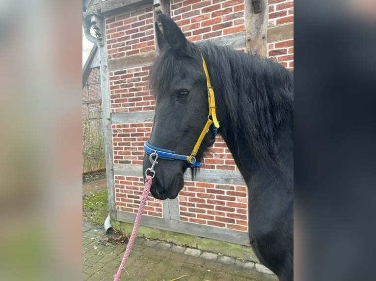 Friesen Wallach 8 Jahre 163 cm Schwarzbrauner in Freistaat Thüringen Friesen Wallach 8 Jahre 163 cm Schwarzbrauner in Freistaat Thüringen