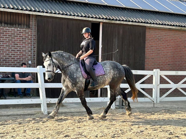 Friesen Mix Wallach 8 Jahre 167 cm in Maria Hoop