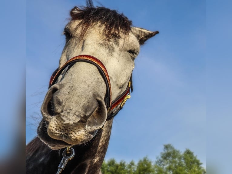 Friesen Mix Wallach 8 Jahre 167 cm in Maria Hoop