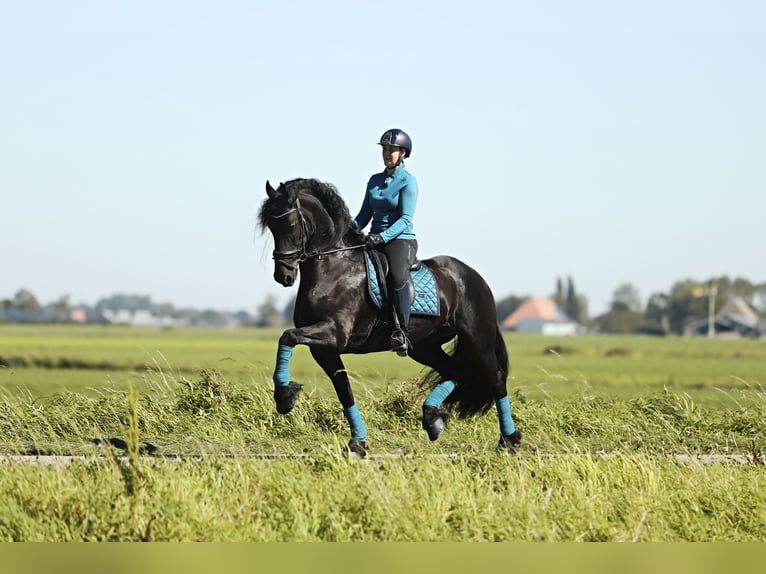 Friesen Wallach 8 Jahre 167 cm Rappe in Britswert