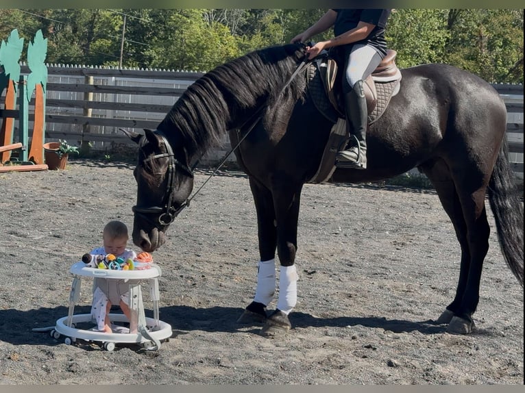 Friesen Wallach 8 Jahre 168 cm Rappe in Allentown