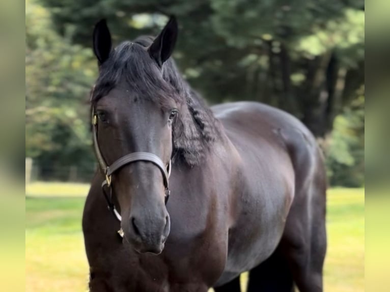 Friesen Wallach 8 Jahre 168 cm Rappe in Allentown