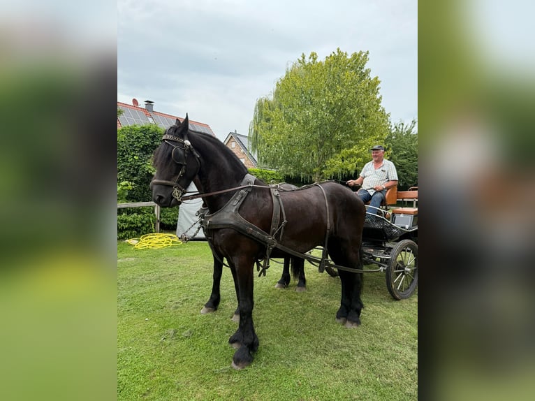 Friesen Wallach 8 Jahre 170 cm Rappe in Bocholt