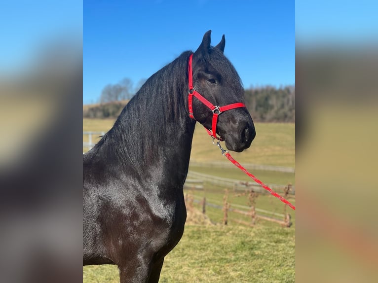 Friesen Wallach 8 Jahre 170 cm Rappe in Bocholt