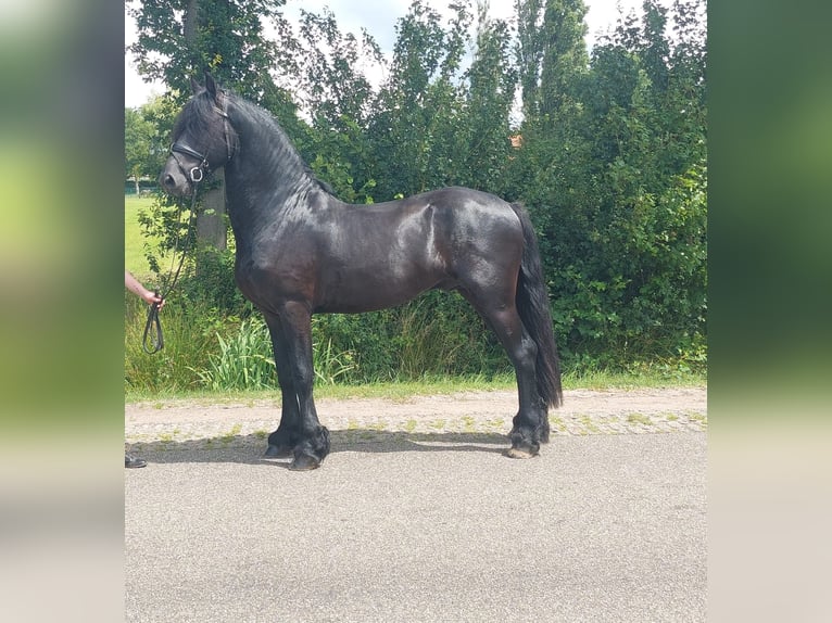 Friesen Wallach 8 Jahre 170 cm Rappe in Bocholt