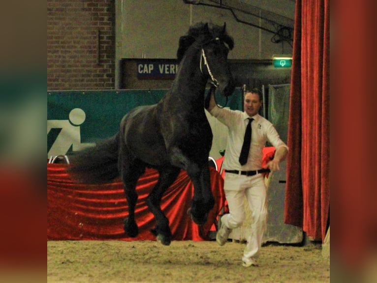 Friesen Wallach 8 Jahre 170 cm Rappe in Bocholt