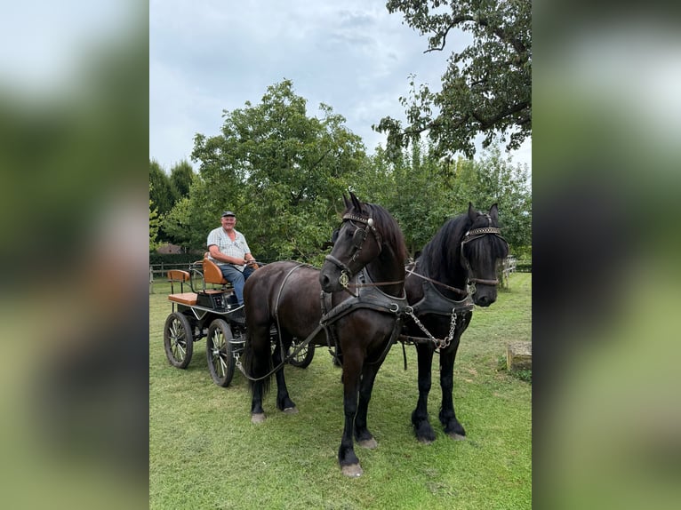 Friesen Wallach 8 Jahre 170 cm Rappe in Bocholt