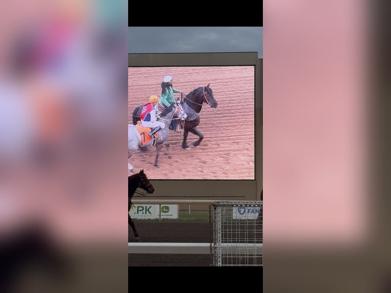 Friesen Mix Wallach 8 Jahre 170 cm Rappe in Edmond