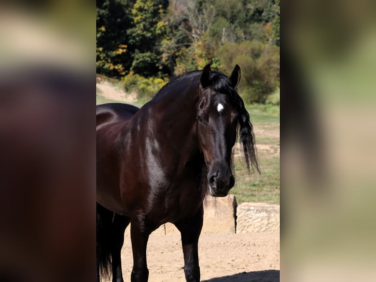 Friesen Mix Wallach 8 Jahre 170 cm Rappe in Millersburg