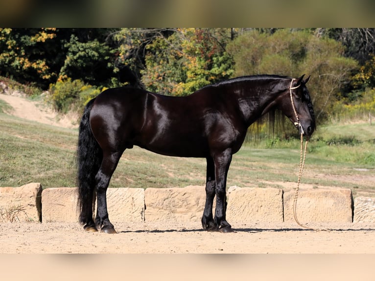 Friesen Mix Wallach 8 Jahre 170 cm Rappe in Millersburg