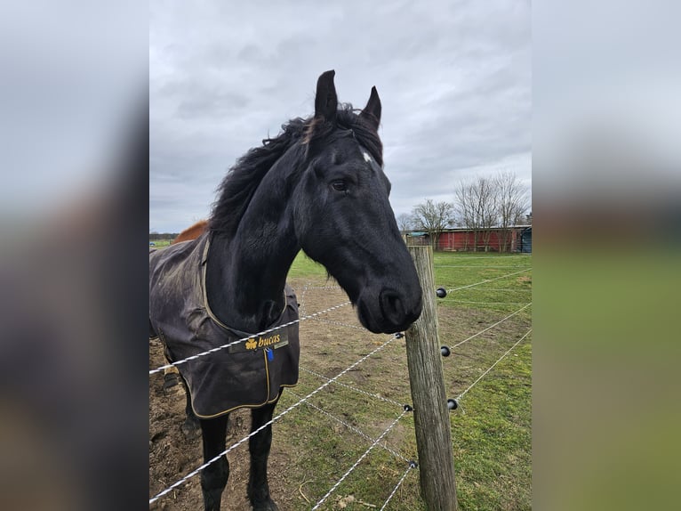 Friesen Wallach 8 Jahre 170 cm Rappe in Lehrte/ Immensen