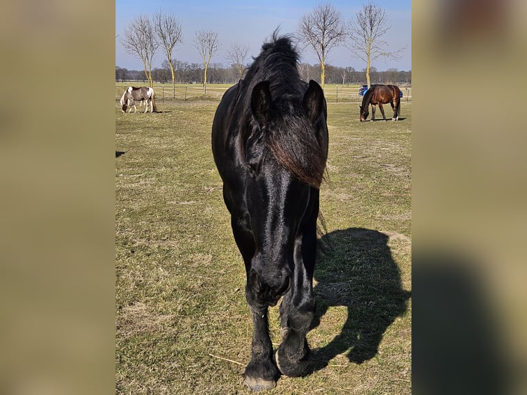 Friesen Wallach 8 Jahre 170 cm Rappe in Lehrte/ Immensen