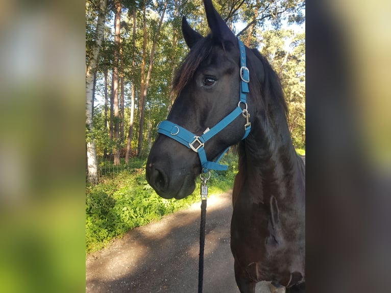 Friesen Wallach 8 Jahre 170 cm Rappe in Lehrte/ Immensen