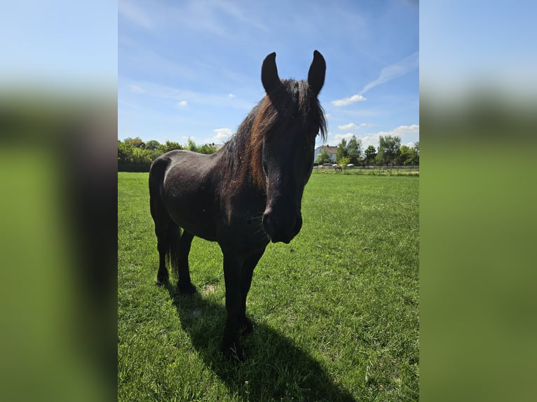 Friesen Wallach 8 Jahre 170 cm Rappe in Lehrte/ Immensen
