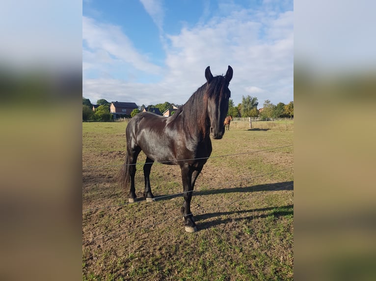 Friesen Wallach 8 Jahre 170 cm Rappe in Lehrte/ Immensen