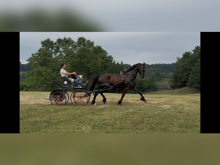 Friesen Wallach 8 Jahre 173 cm Rappe in Elizabethtown
