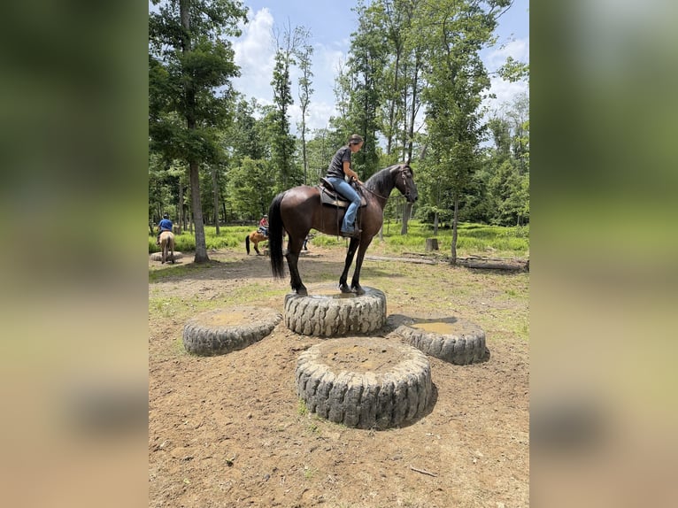 Friesen Wallach 8 Jahre 173 cm Rappe in Elizabethtown