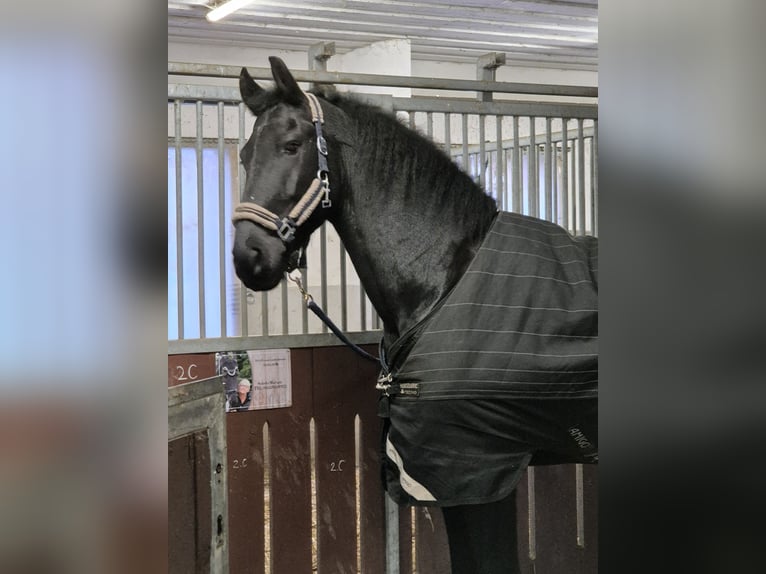 Friesen Wallach 8 Jahre 181 cm Rappe in Töging