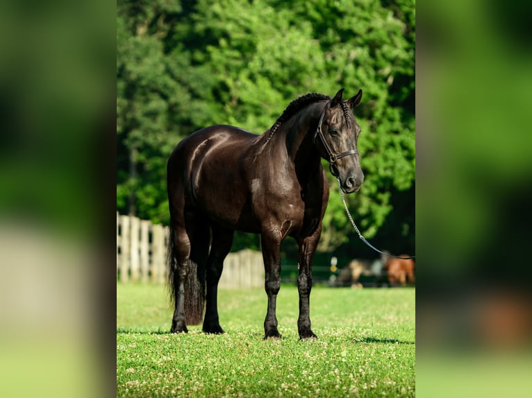 Friesen Mix Wallach 8 Jahre Rappe in New Holland