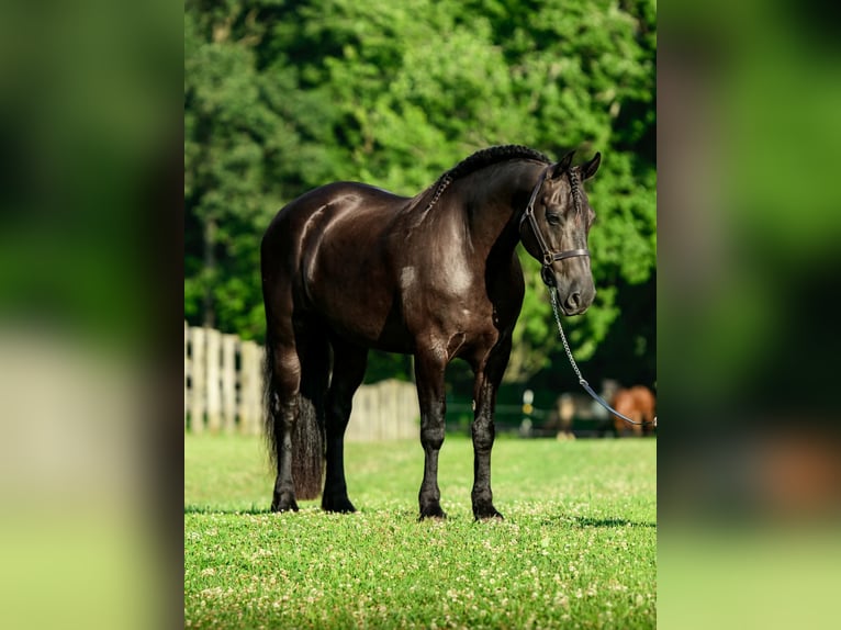 Friesen Mix Wallach 8 Jahre Rappe in New Holland