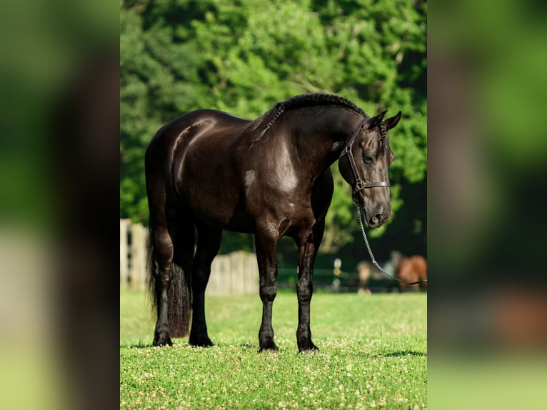 Friesen Mix Wallach 8 Jahre Rappe in New Holland