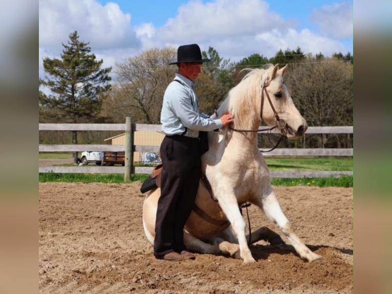 Friesen Wallach 9 Jahre 142 cm Palomino in Howell