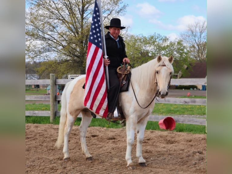 Friesen Wallach 9 Jahre 142 cm Palomino in Howell