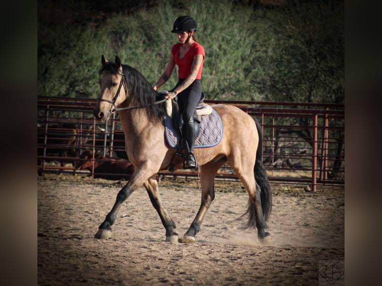 Friesen Mix Wallach 9 Jahre 147 cm Buckskin in Nogales, AZ