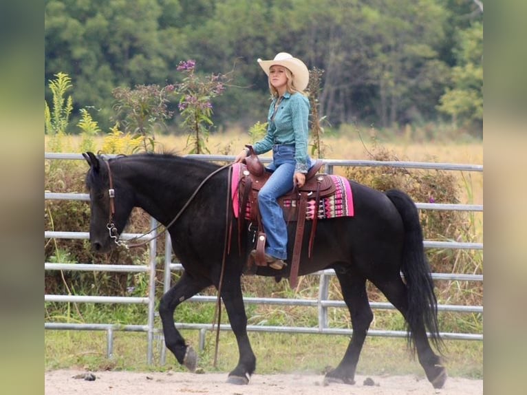 Friesen Mix Wallach 9 Jahre 150 cm Rappe in Borden