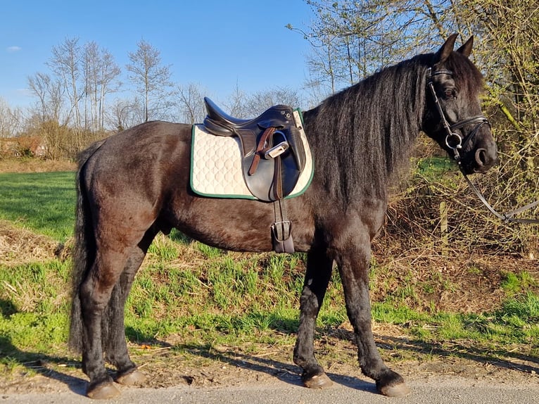 Friesen Mix Wallach 9 Jahre 155 cm Rappe in Lingen