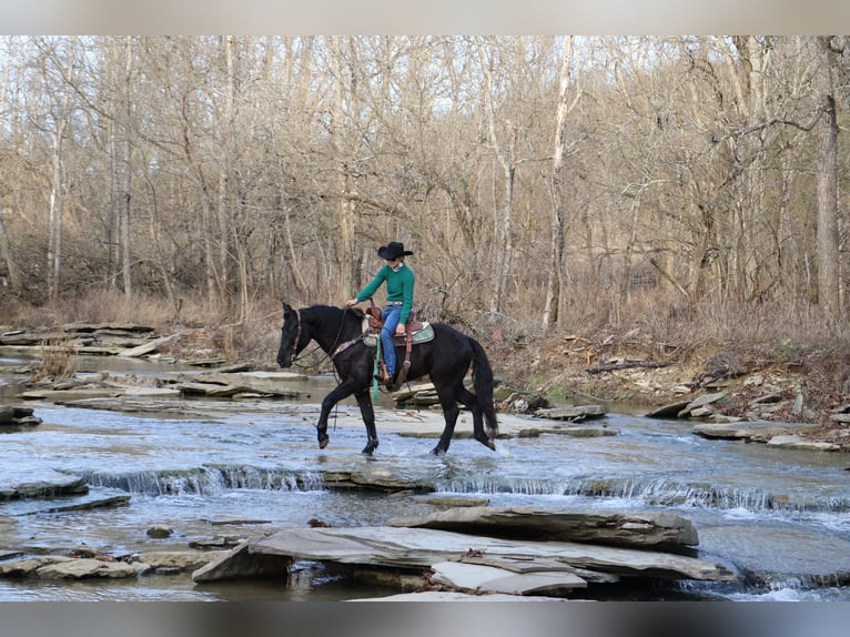 Friesen Wallach 9 Jahre 155 cm Rappe in Flemingsburg KY