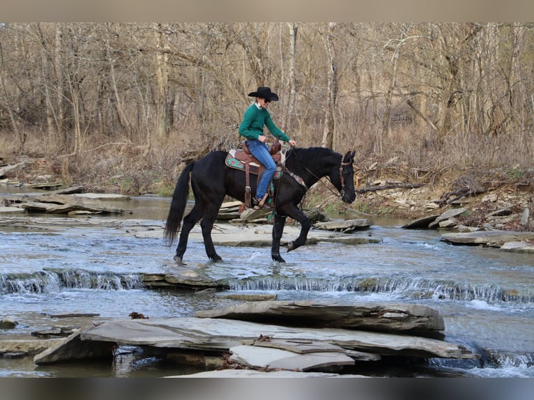 Friesen Wallach 9 Jahre 155 cm Rappe in Flemingsburg KY