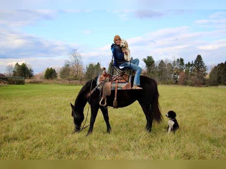 Friesen Wallach 9 Jahre 160 cm Rappe in Howell