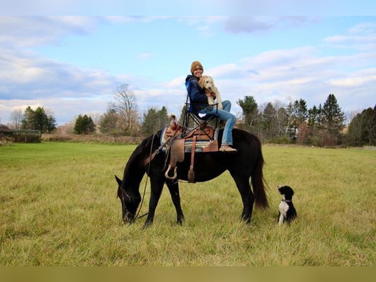 Friesen Wallach 9 Jahre 160 cm Rappe in Howell