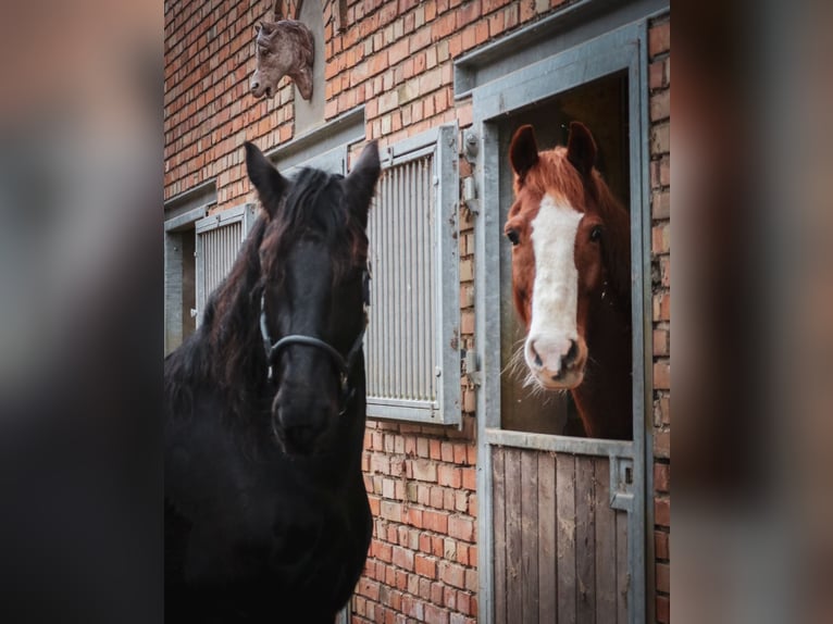 Friesen Mix Wallach 9 Jahre 162 cm in Lüchow OT Satemin Friesen Mix Wallach 9 Jahre 162 cm in Lüchow OT Satemin
