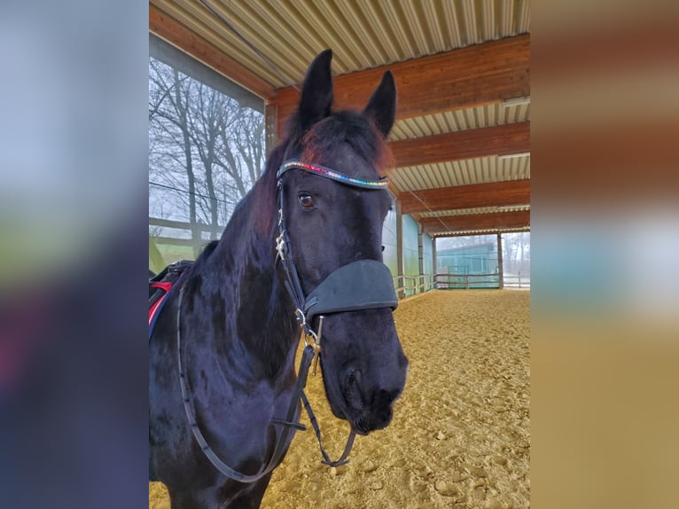 Friesen Wallach 9 Jahre 162 cm Rappe in Remscheid