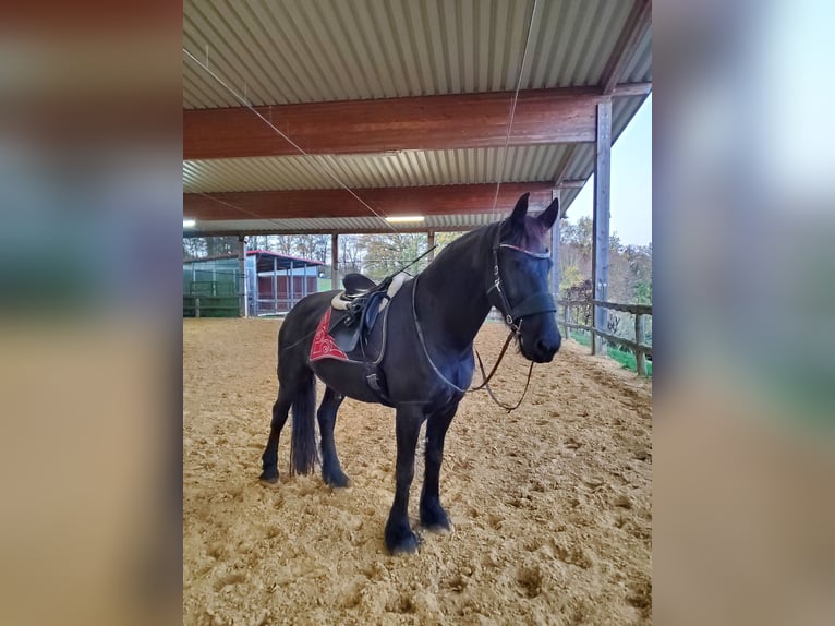 Friesen Wallach 9 Jahre 162 cm Rappe in Remscheid