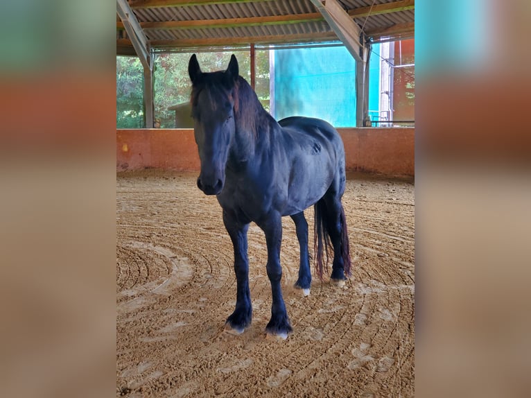 Friesen Wallach 9 Jahre 162 cm Rappe in Remscheid