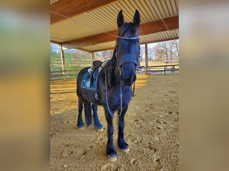 Friesen Wallach 9 Jahre 162 cm Rappe in Remscheid