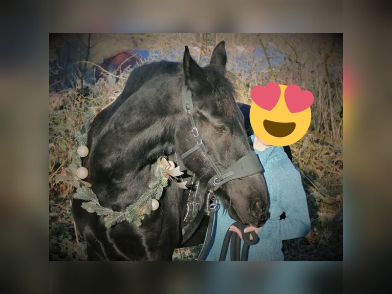 Friesen Wallach 9 Jahre 162 cm Rappe in Remscheid