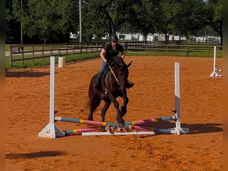 Friesen Wallach 9 Jahre 163 cm  in Enterprise