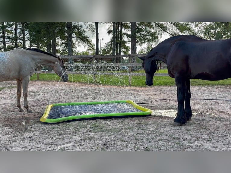 Friesen Wallach 9 Jahre 163 cm  in Enterprise
