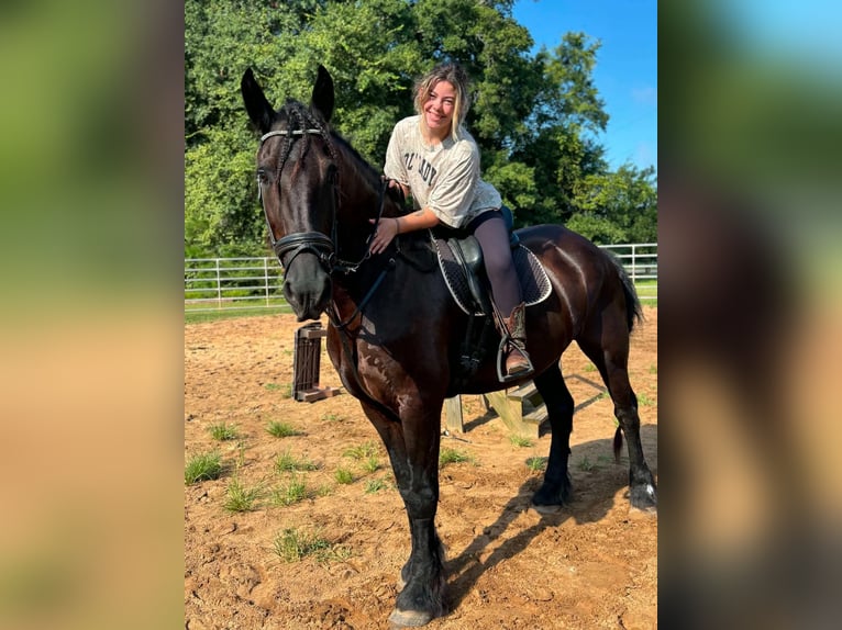 Friesen Wallach 9 Jahre 163 cm  in Enterprise