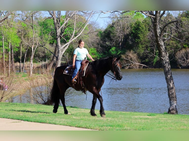 Friesen Wallach 9 Jahre 163 cm Rappe in Forney
